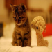 DSC0008.jpg