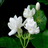 DSC00012.jpg